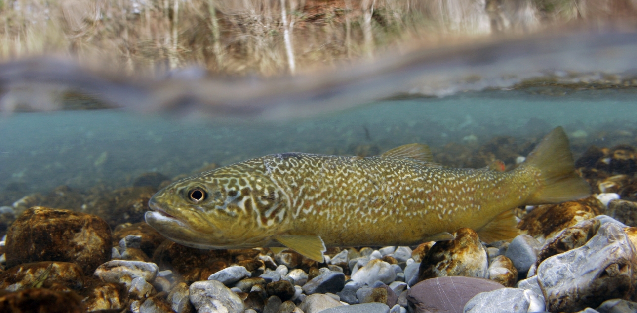 Soška postrv (Salmo marmoratus)