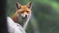 Red fox