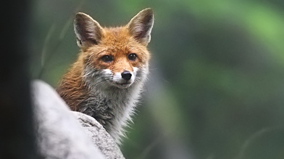 Red fox