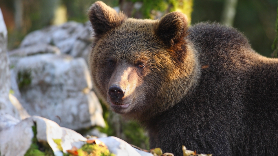 Brown bear