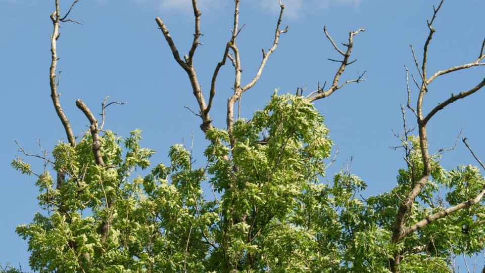 Falsches weißes Stängelbecherchen