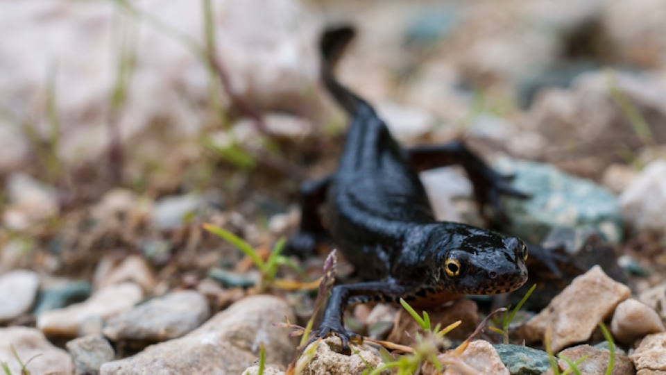 Alpine newt