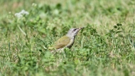 Pivka (Picus canus)