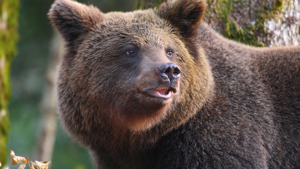 Brown bear