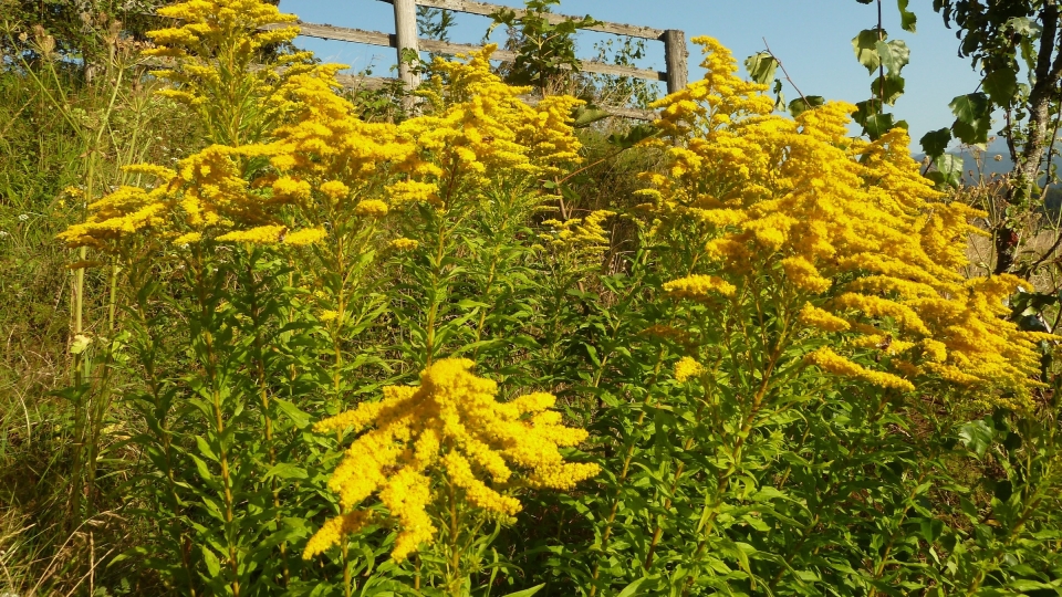 Canada Goldenrod