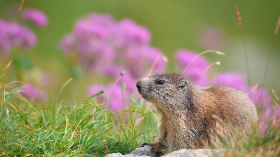 Alpine marmot