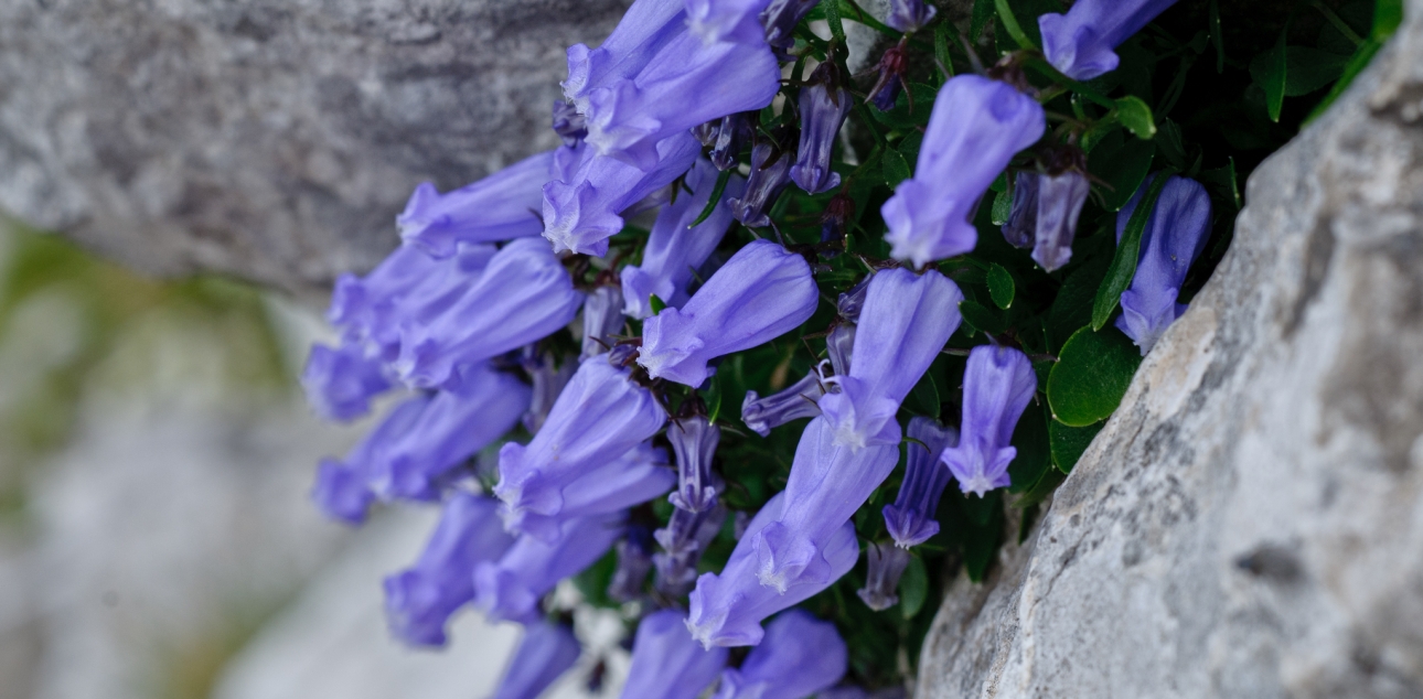 Zoisova zvončica (Campanula zoysii)