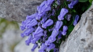 Zoisova zvončica (Campanula zoysii)