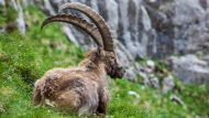 Alpine ibex