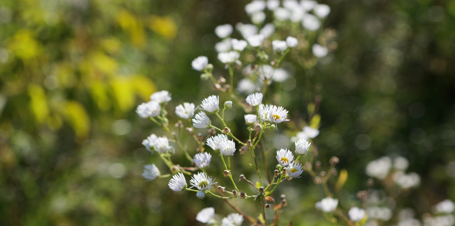 Alert list of non-native plant species