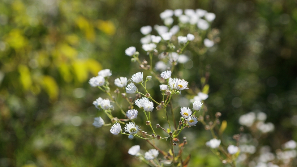 Annual Fleabane