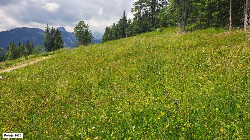 Fotografija prikazuje cvetoč travnik na Uskovnici.