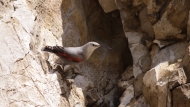 Wallcreeper