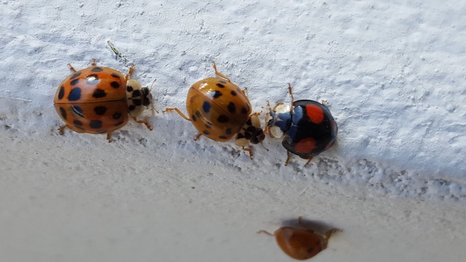 Asian Lady Beetle