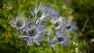 Alpine eryngo