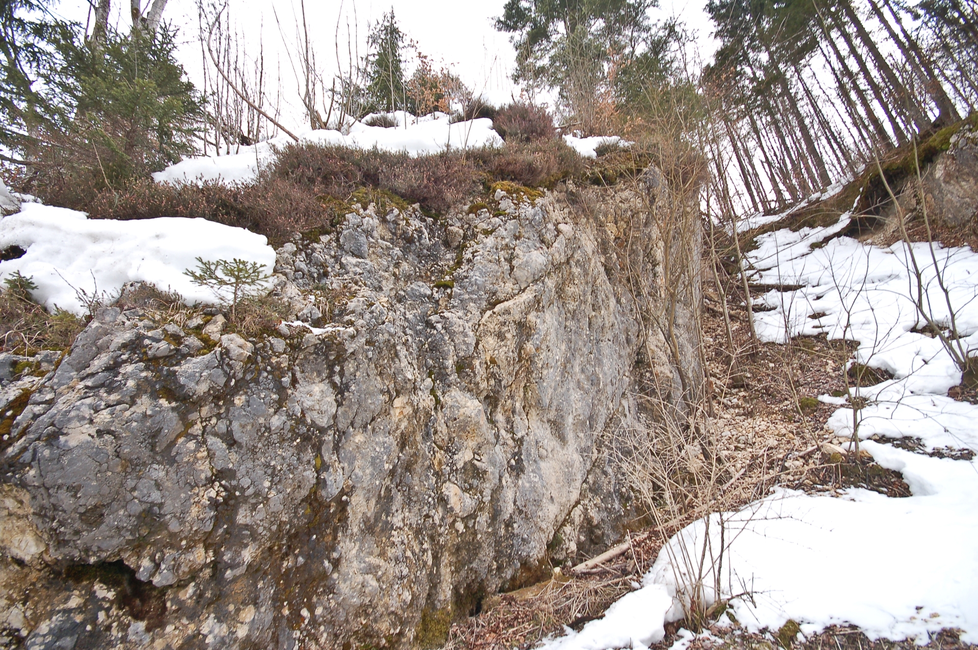 In the photograph is a rocky terrain covered with snow and undergrowth. A large, gray rock is in the foreground, with branches and bushes visible on top. On the left is a steep, snow-covered slope, and on the right, tall conifers are growing. The ground i