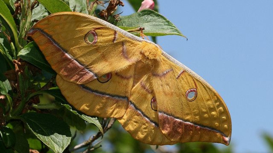 Japanese silk moth