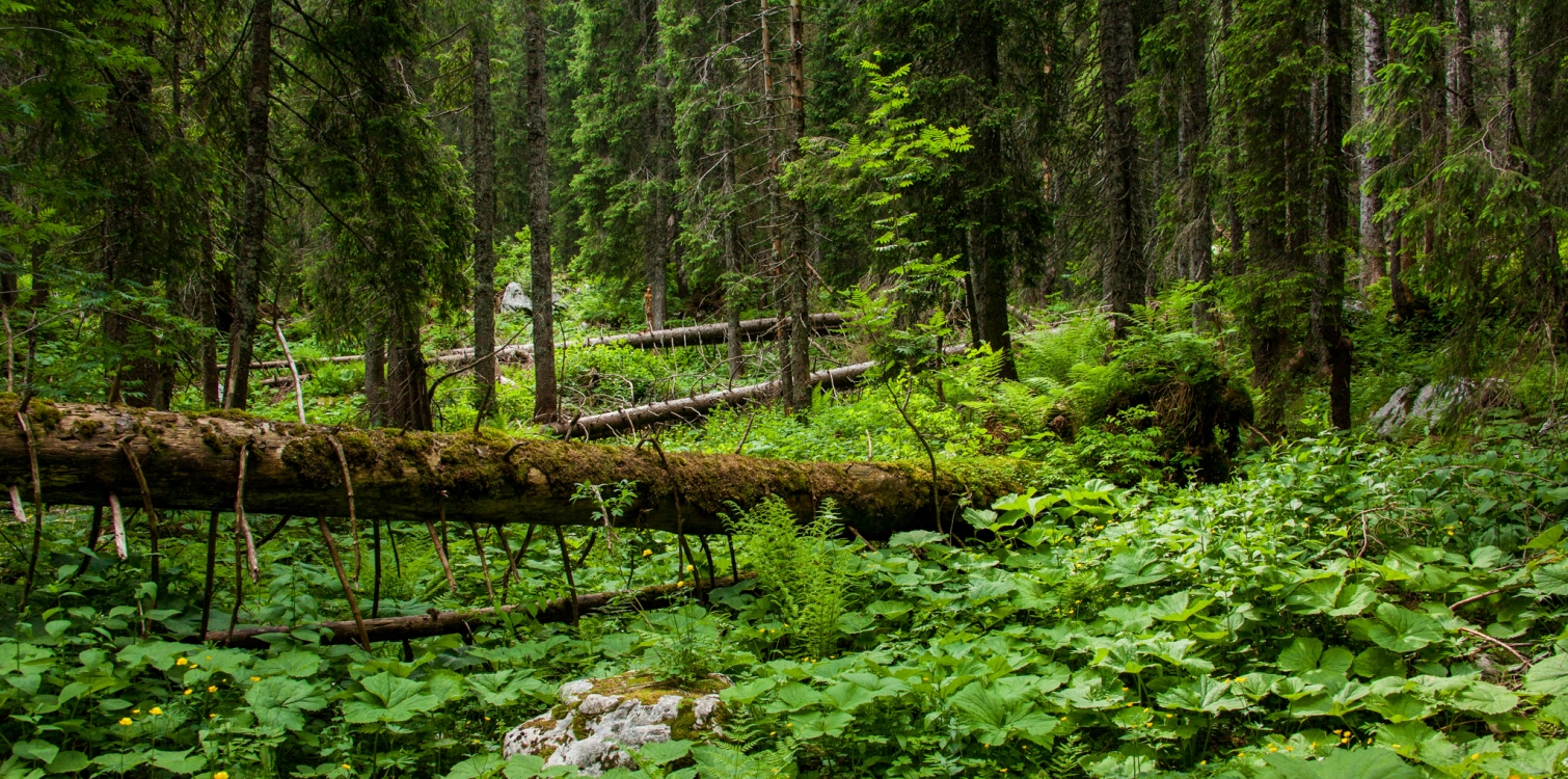 Simpozij Eno zdravje - en planet