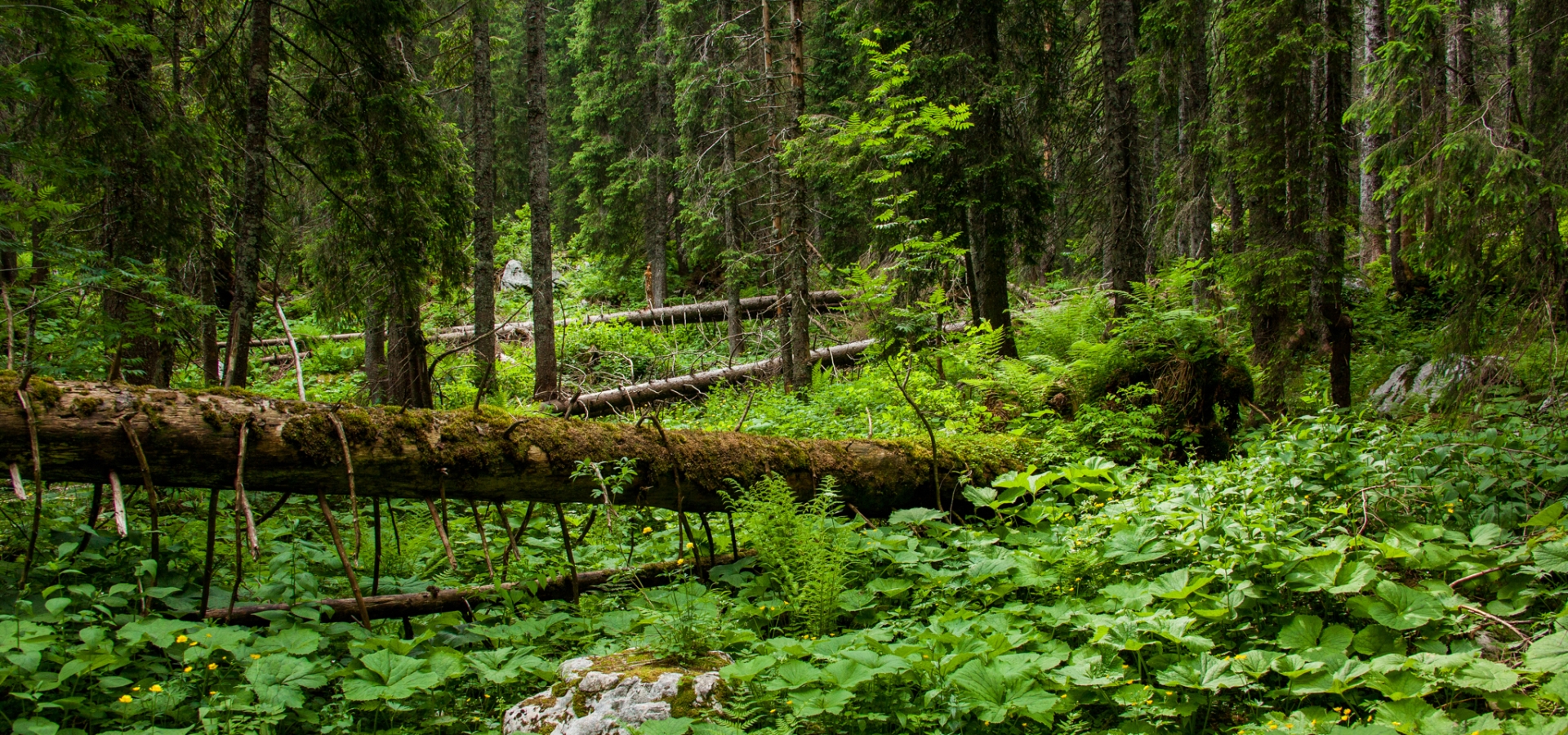 Road closures in Kot, Krma and Radovna valleys
