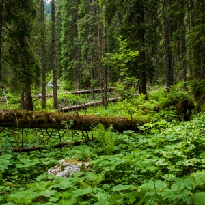 Simpozij Eno zdravje - en planet