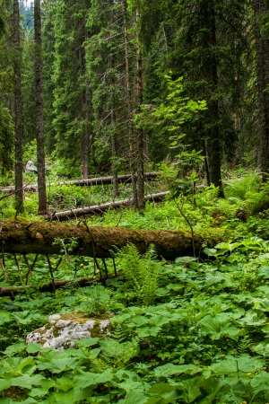 Forestry