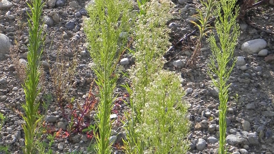 Horseweed